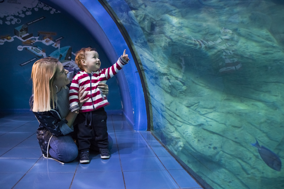 National Marine Aquarium Visit the UK's largest Aquarium in Plymouth